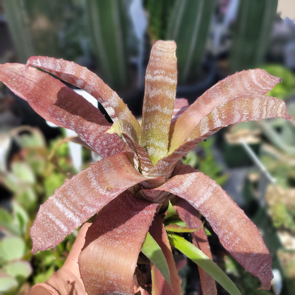 Hohenbergia correia-araujoi &