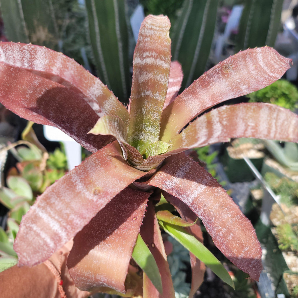 Hohenbergia correia-araujoi &