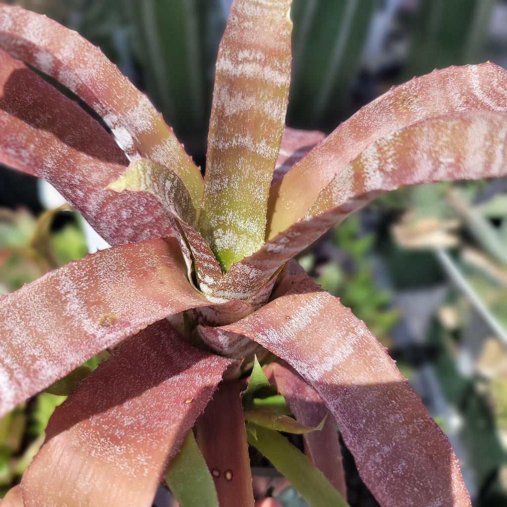 Hohenbergia correia-araujoi &