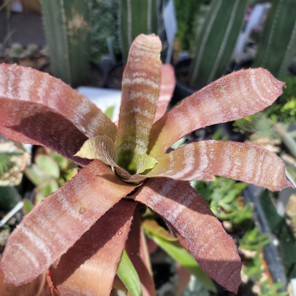 Hohenbergia correia-araujoi &