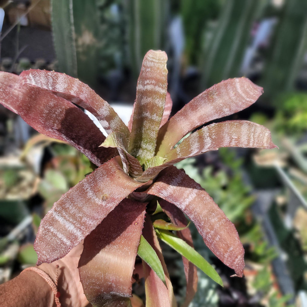 Hohenbergia correia-araujoi &