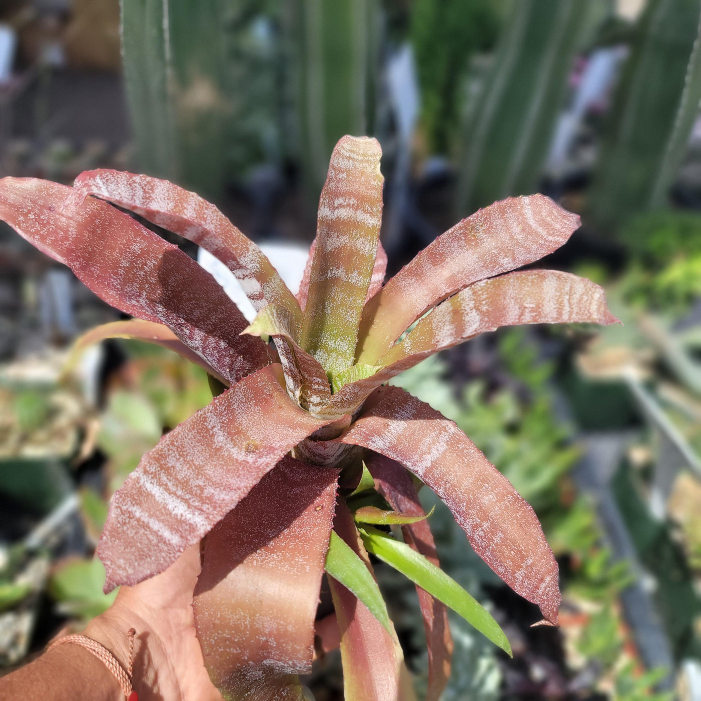 Hohenbergia correia-araujoi 'Chocolate Tiger'