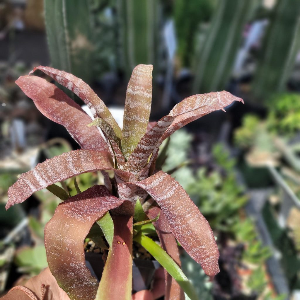 Hohenbergia correia-araujoi &