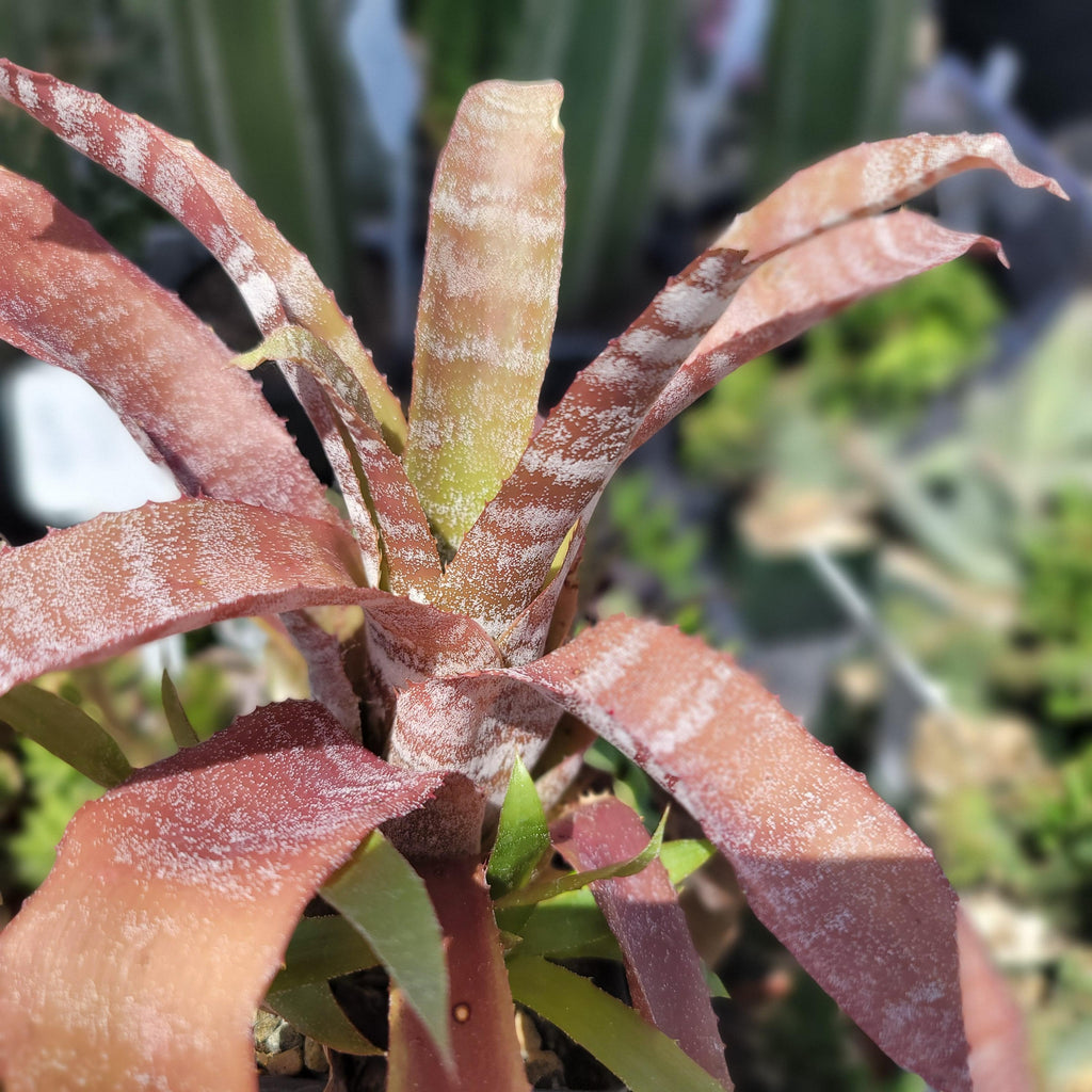 Hohenbergia correia-araujoi &