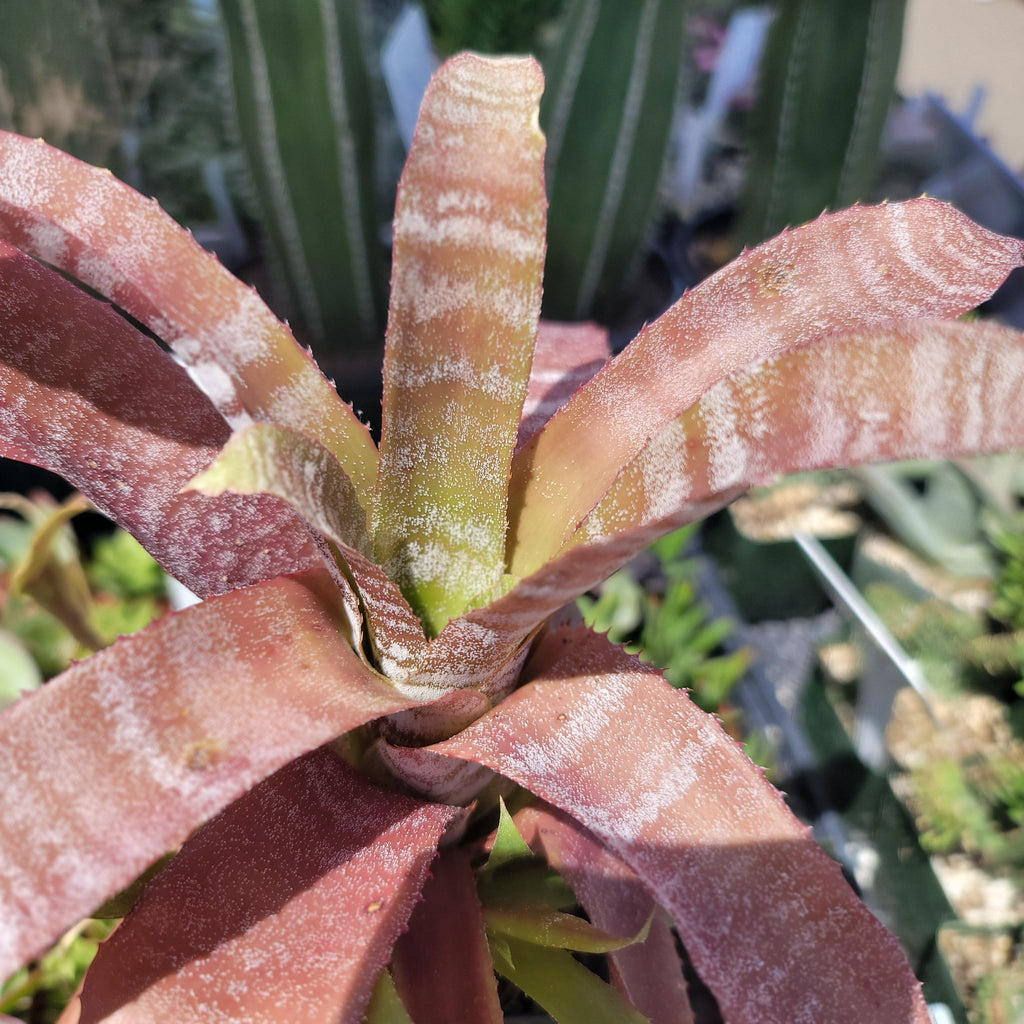 Hohenbergia correia-araujoi &