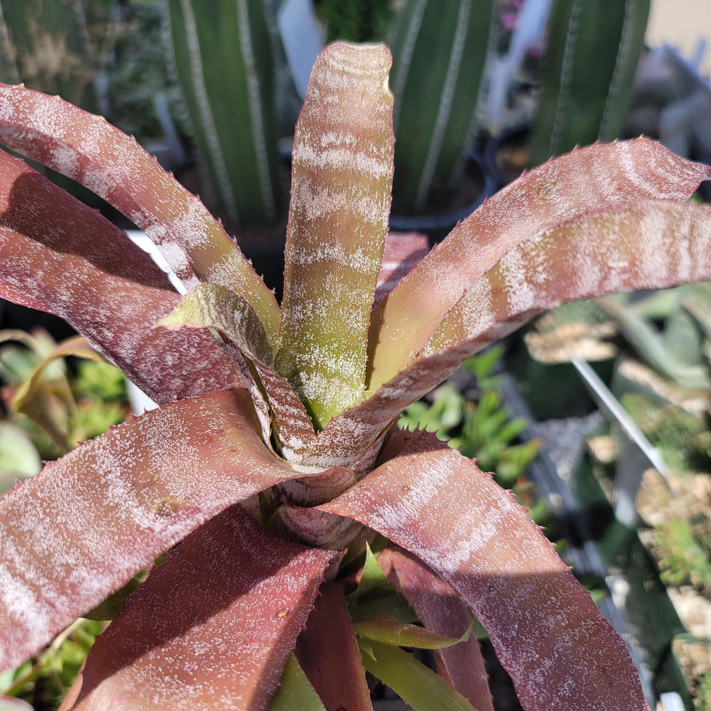 Hohenbergia correia-araujoi &