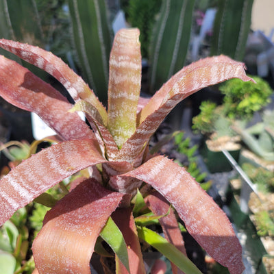 Hohenbergia correia-araujoi 'Chocolate Tiger'