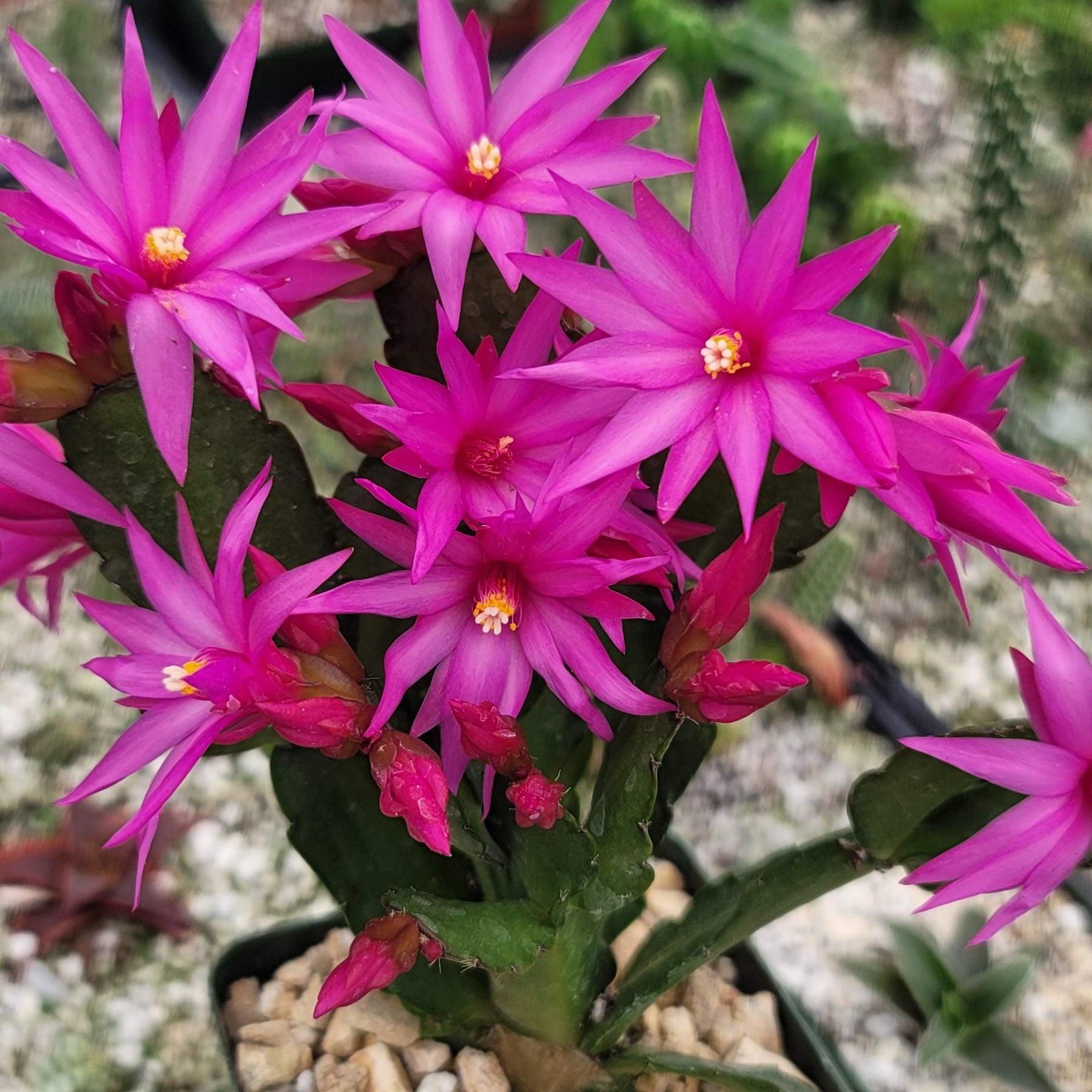spring cactus house plant Buy 'Easter Cactus - Rhipsalidopsis gaertneri' Care and Growing Guide