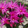 Easter Cactus - Rhipsalidopsis gaertneri