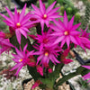 Easter Cactus - Rhipsalidopsis gaertneri