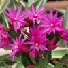 Easter Cactus - Rhipsalidopsis gaertneri