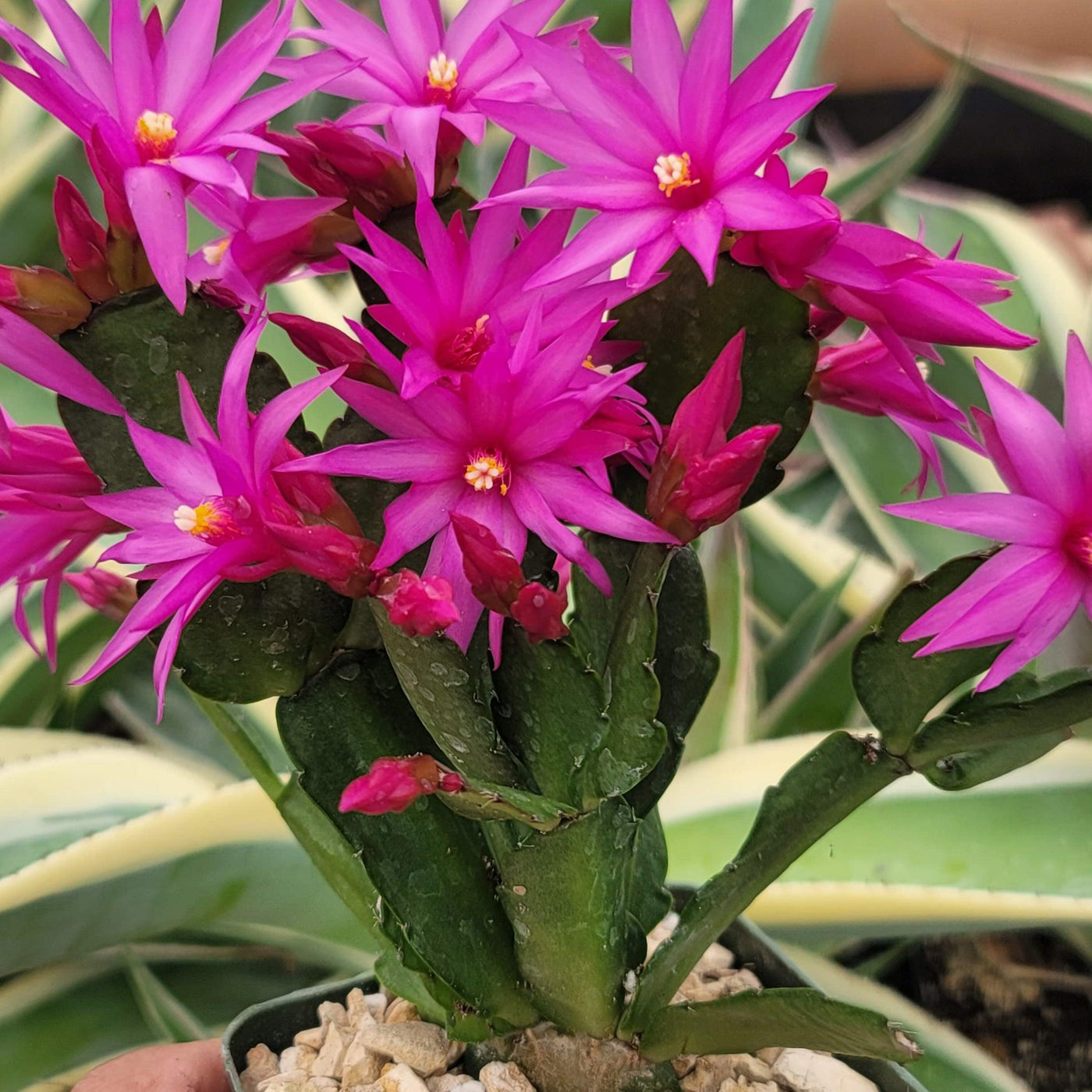 Easter Cactus - Rhipsalidopsis gaertneri