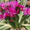 Easter Cactus - Rhipsalidopsis gaertneri