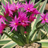 Easter Cactus - Rhipsalidopsis gaertneri