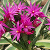 Easter Cactus - Rhipsalidopsis gaertneri