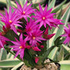 Easter Cactus - Rhipsalidopsis gaertneri