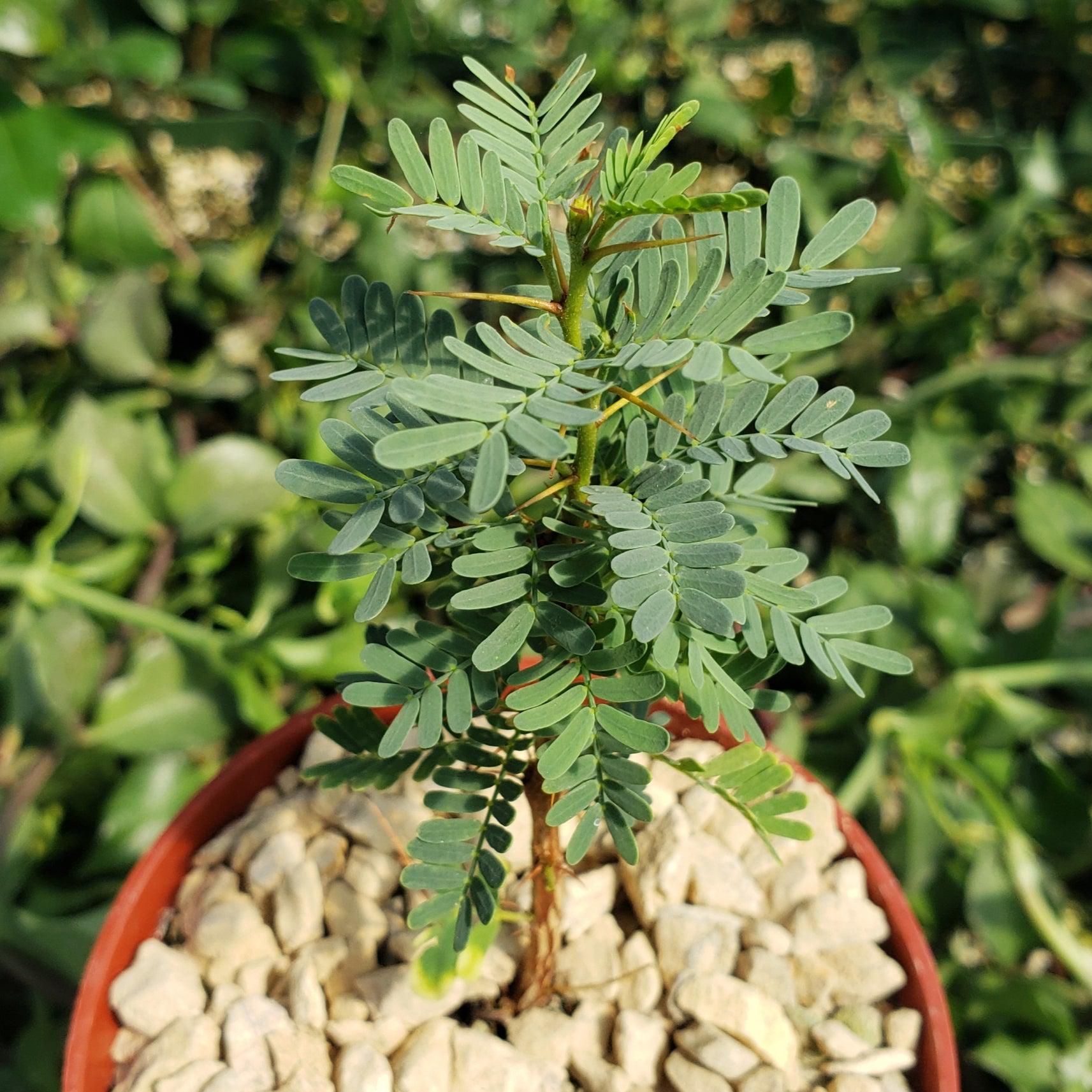 Acacia erioloba