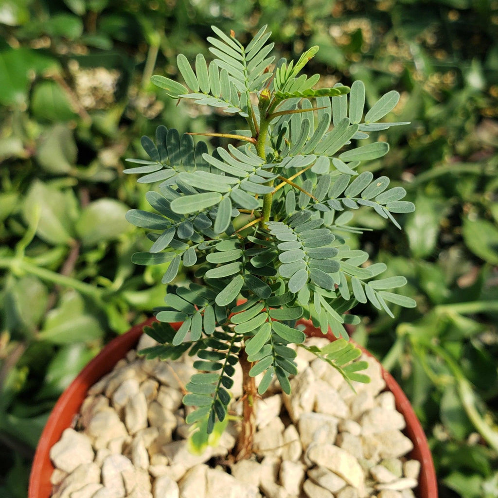 acacia bonsai tree for sale Acacia erioloba