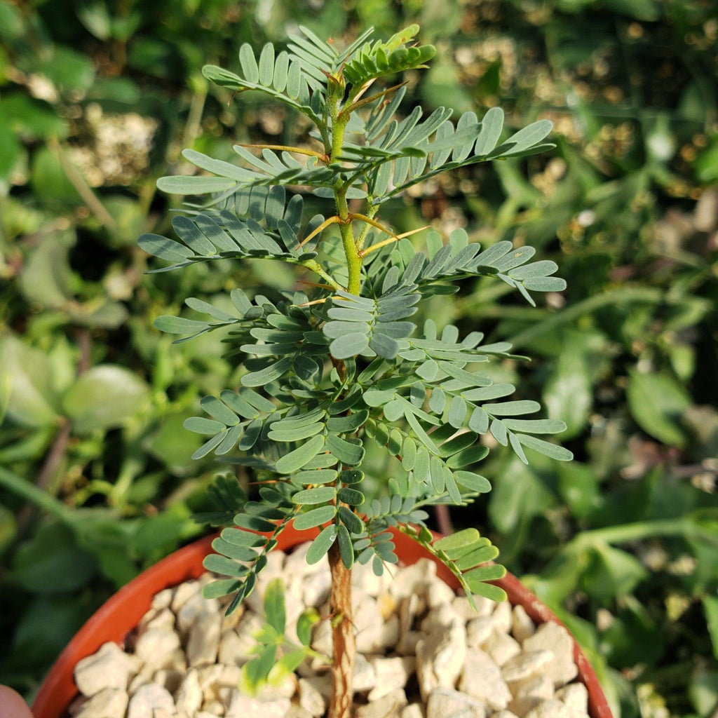 Acacia erioloba