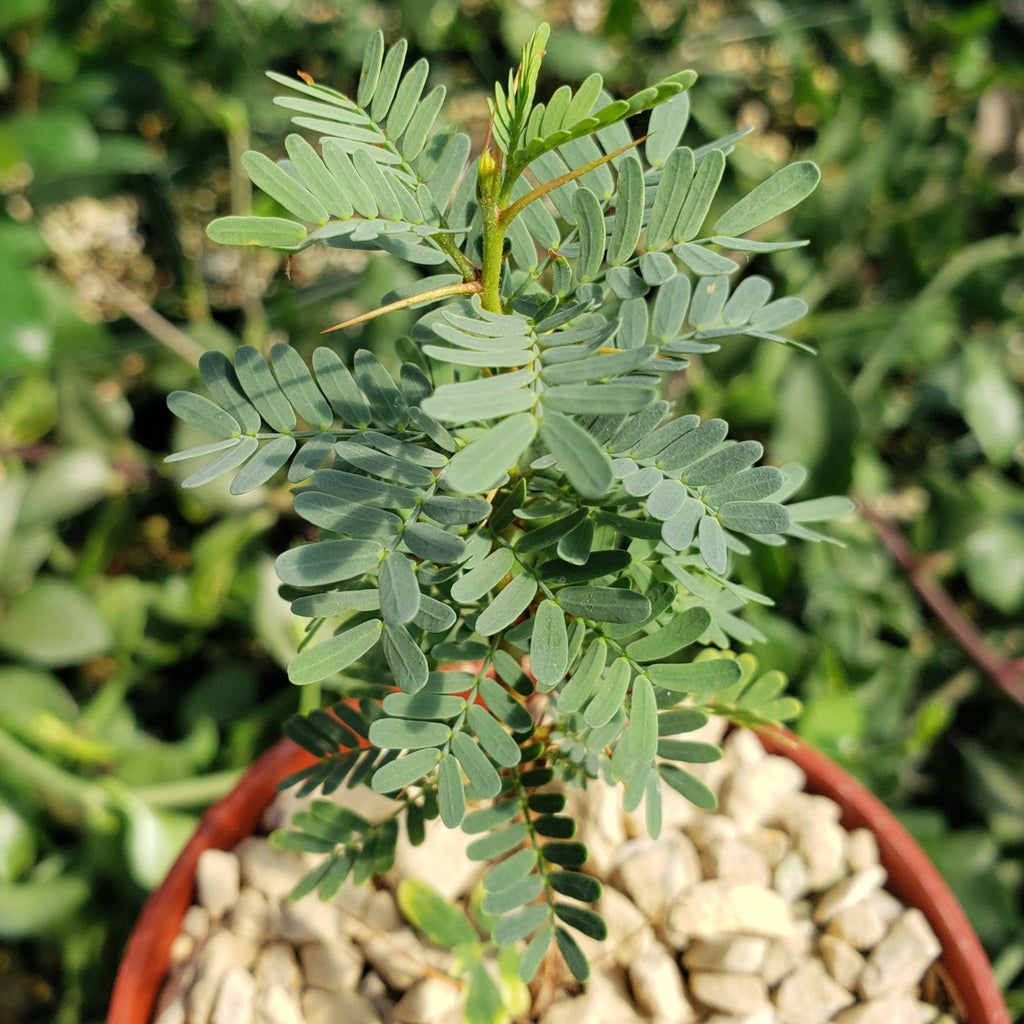 Acacia erioloba