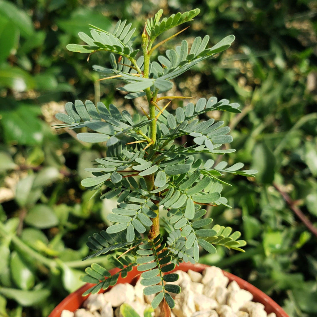 Acacia erioloba