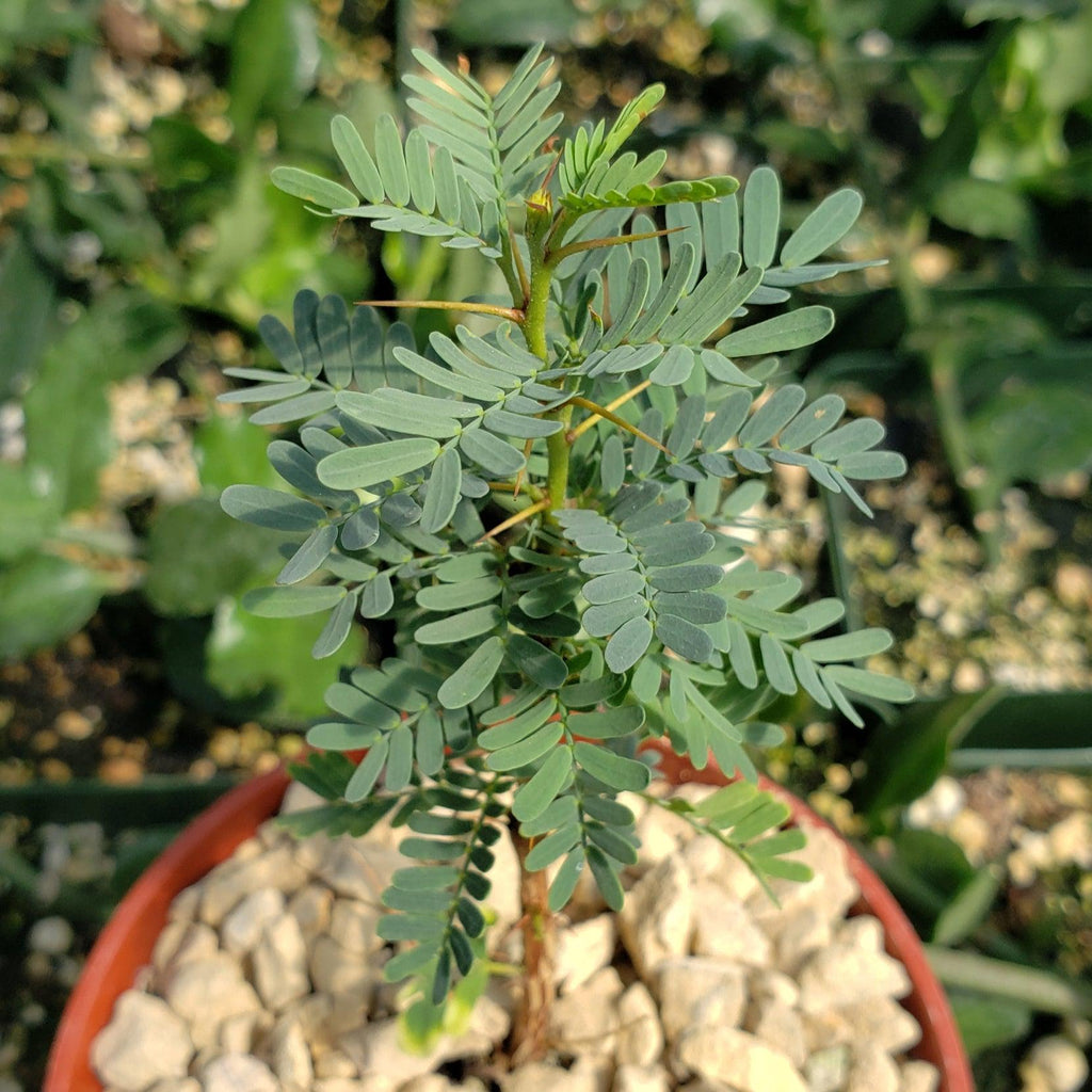 Acacia erioloba