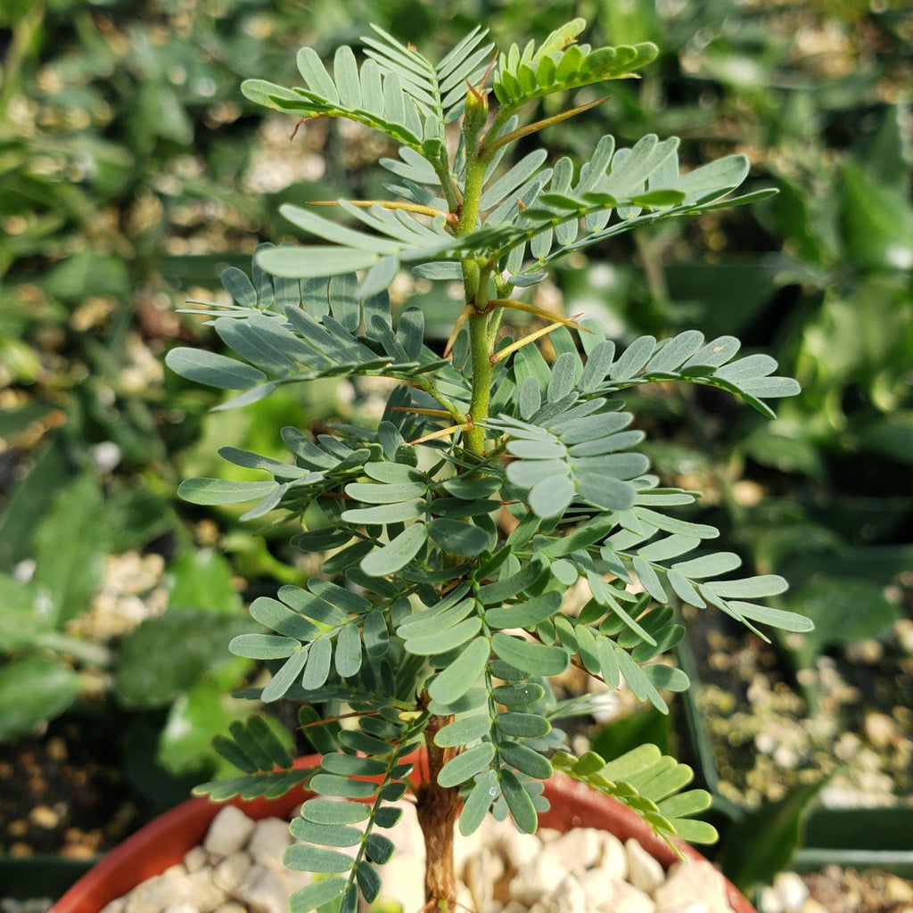 Acacia erioloba