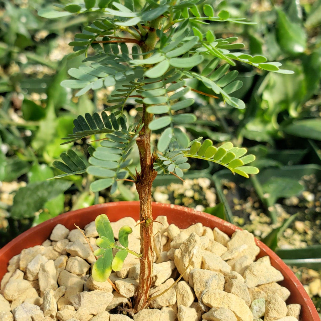 Acacia erioloba
