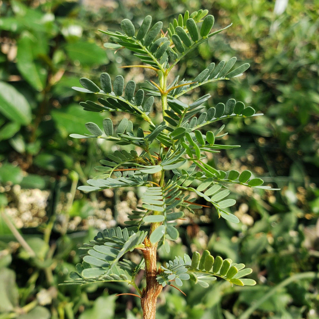 Acacia erioloba