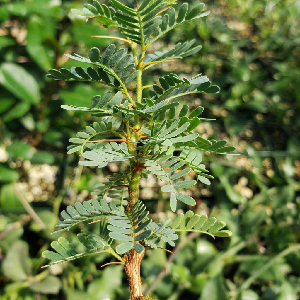 Acacia erioloba