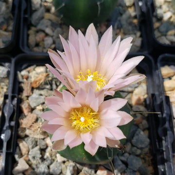 Echinocereus knippelanius orcutt  Planet Desert