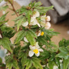 Begonia dregei