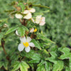 Begonia dregei