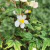 Begonia dregei