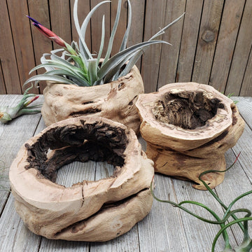 air plant wood holder Sandblasted Hollow Grapewood | Air Plant Holder