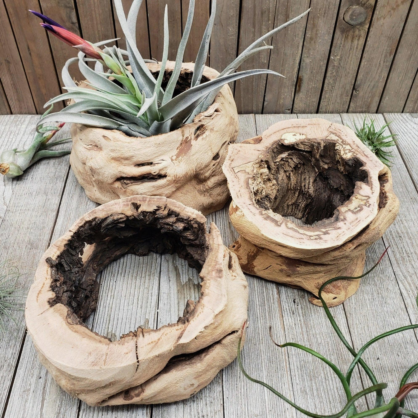 driftwood air plant holder Sandblasted Hollow Grapewood