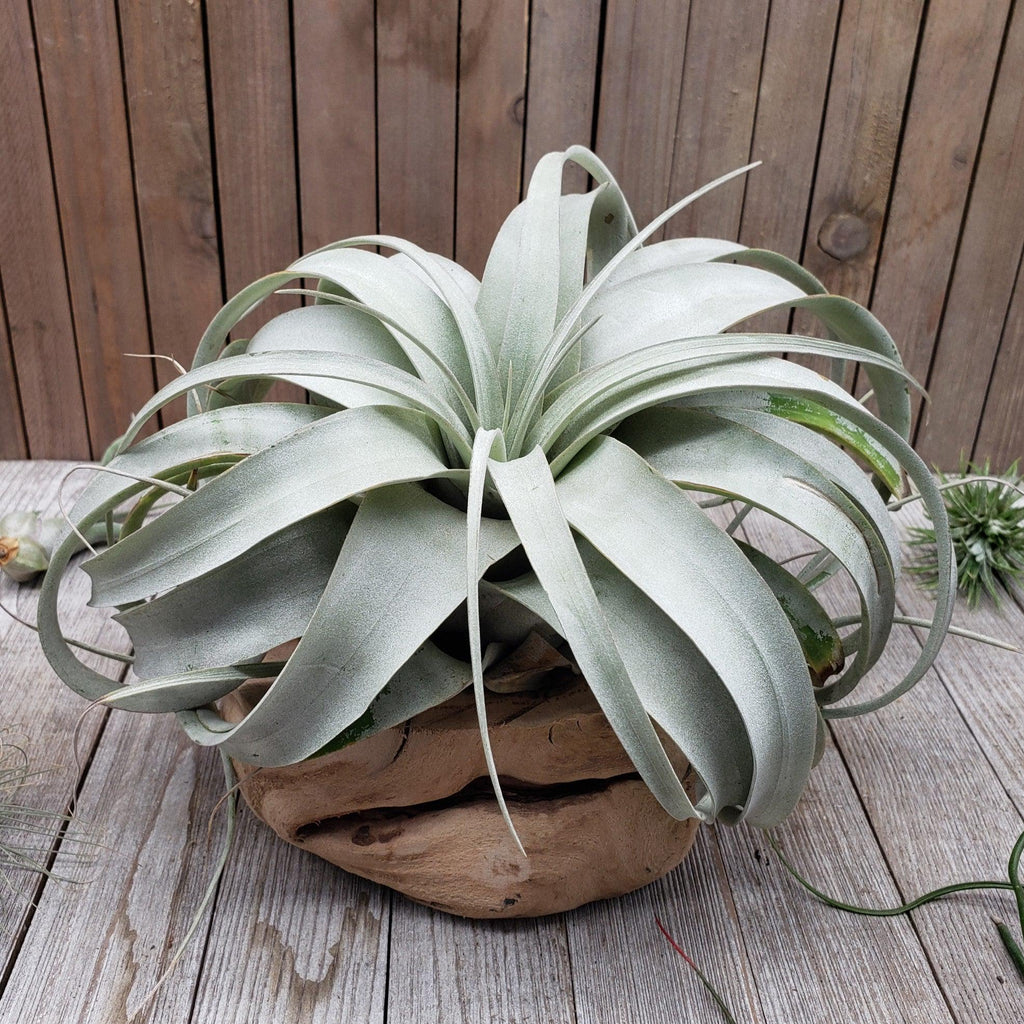 Sandblasted Hollow Grapewood