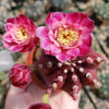 Grafted Purple Moon Cactus - Gymnocalycium mihanovichii Hibotan