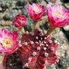 Grafted Purple Moon Cactus - Gymnocalycium mihanovichii Hibotan