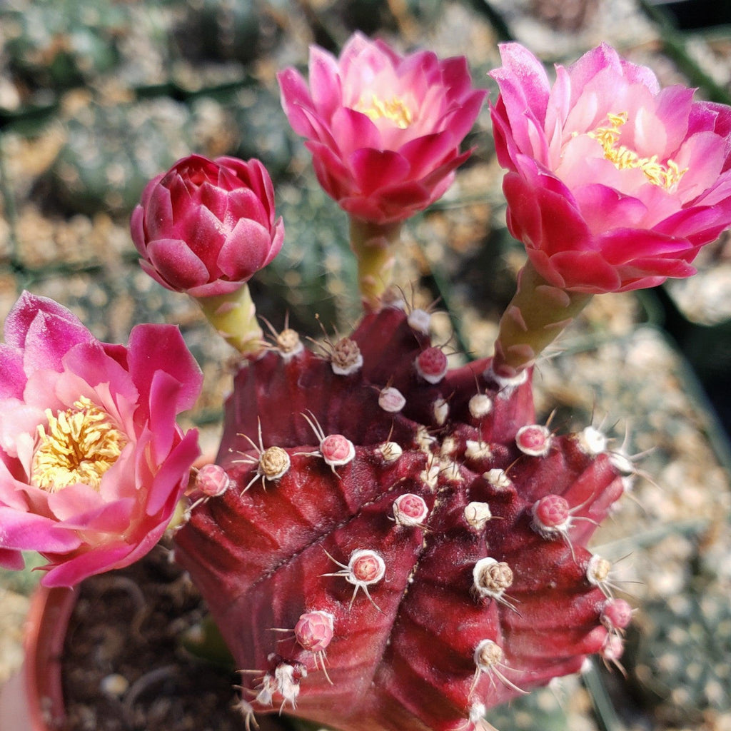 Grafted Purple Moon Cactus - Gymnocalycium mihanovichii Hibotan