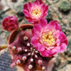 Grafted Purple Moon Cactus - Gymnocalycium mihanovichii Hibotan