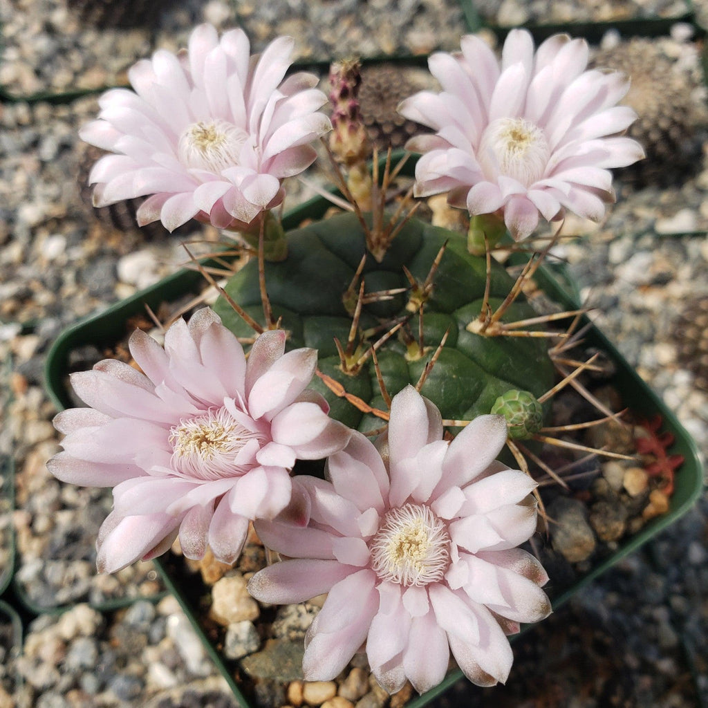 Gymnocalycium eurypleurum