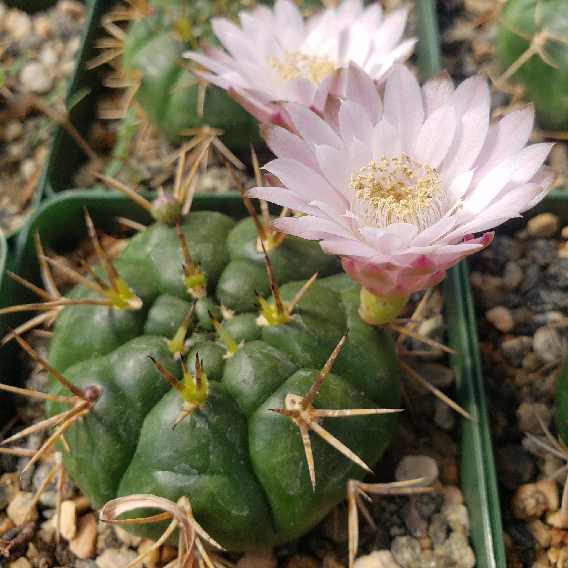 Gymnocalycium eurypleurum