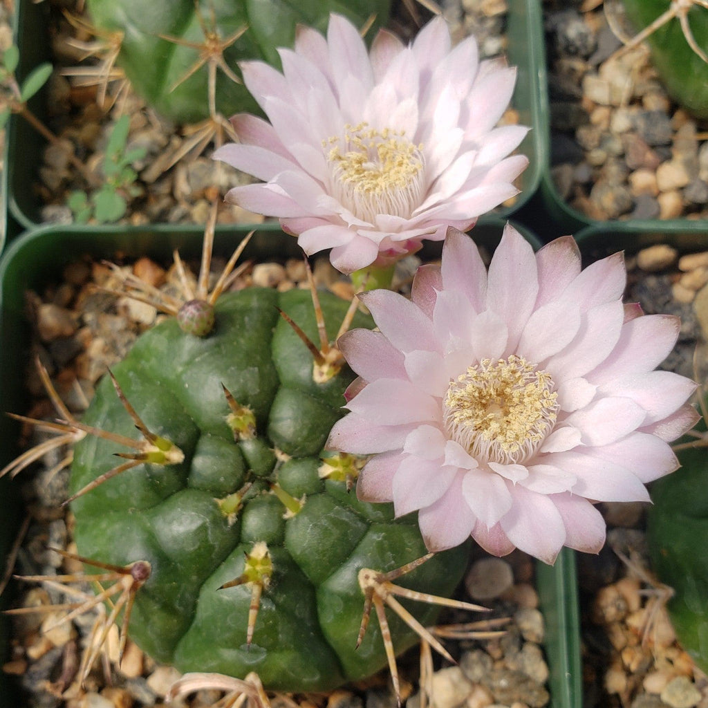 Gymnocalycium eurypleurum