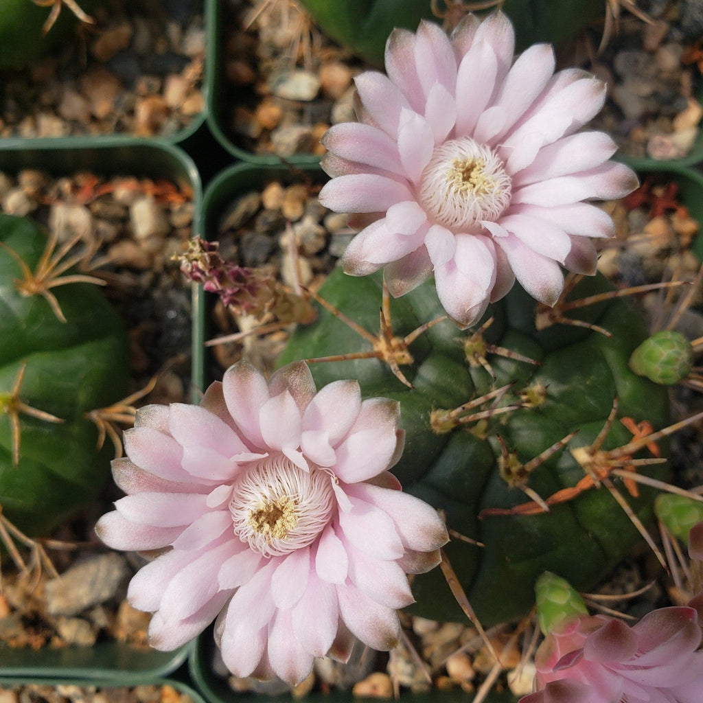 Gymnocalycium eurypleurum