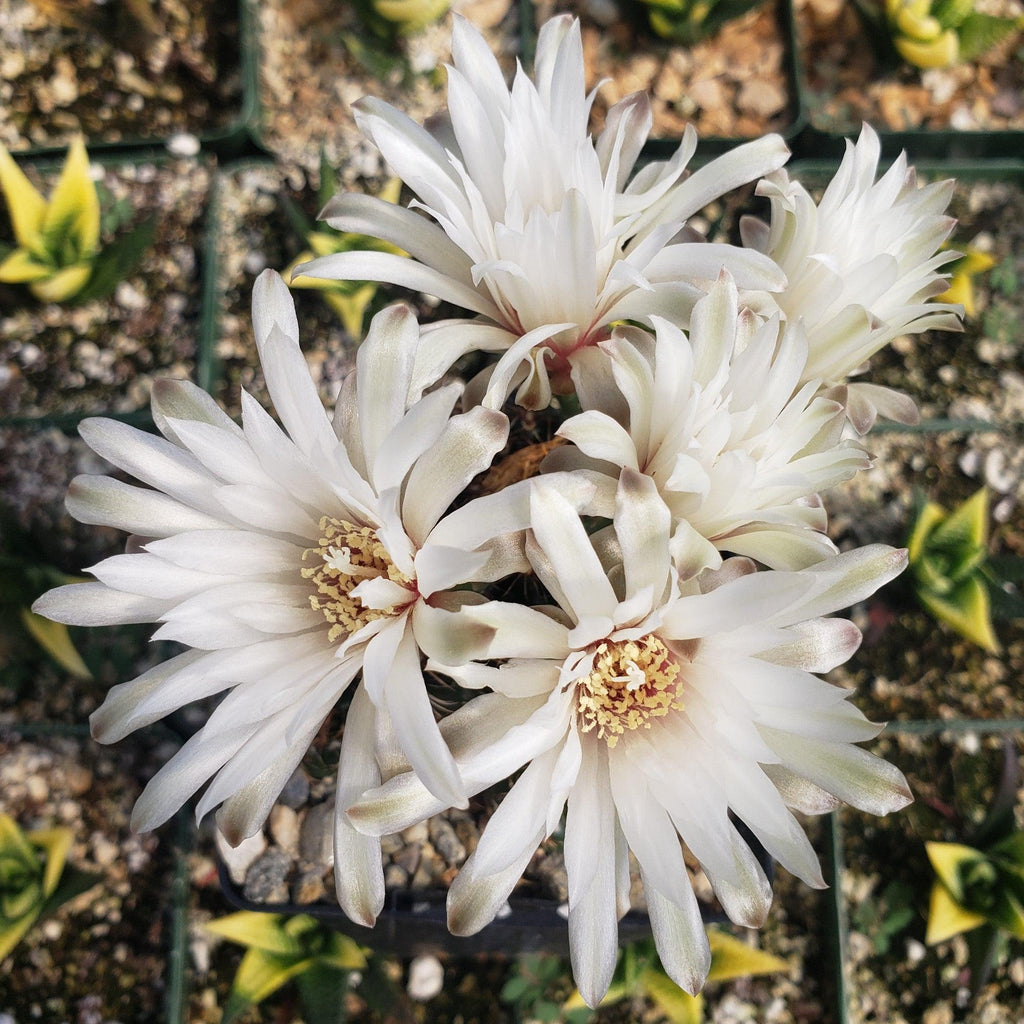 Gymnocalycium mesopotamicum