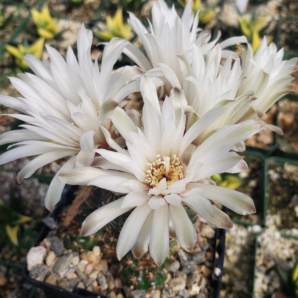 Gymnocalycium mesopotamicum