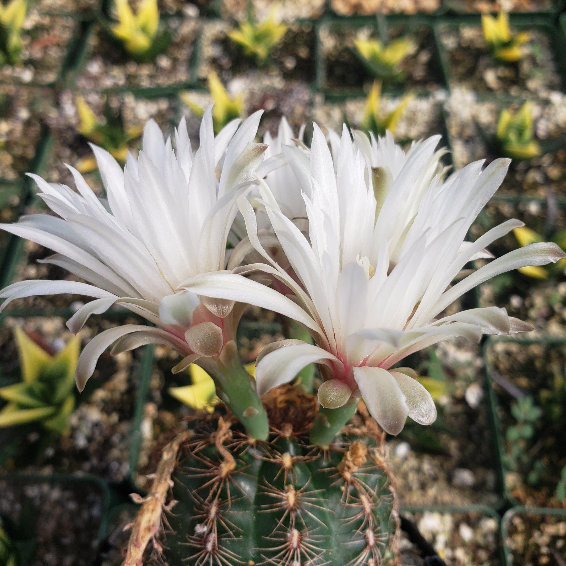 Gymnocalycium mesopotamicum