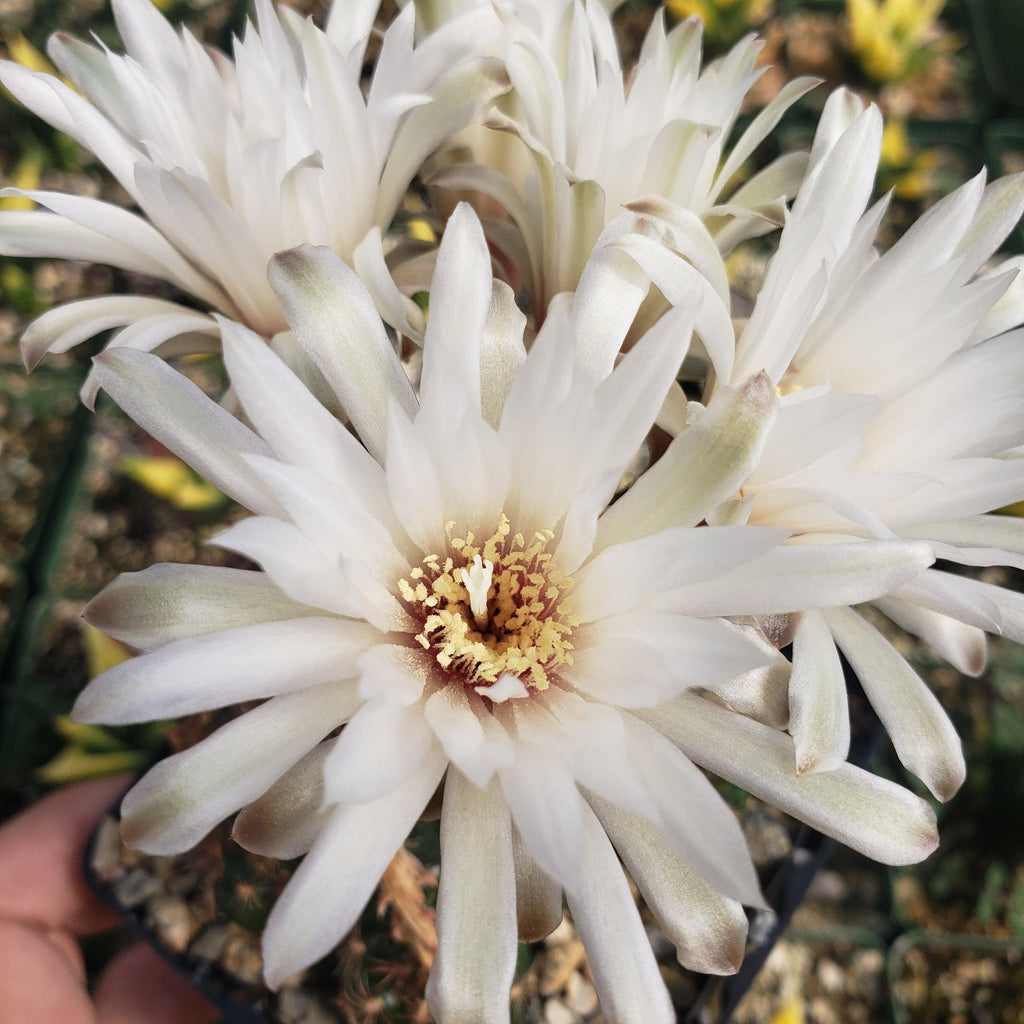 Gymnocalycium mesopotamicum