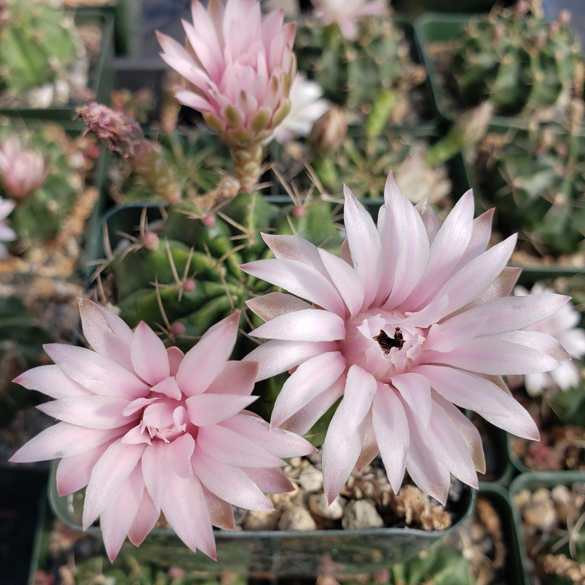 Gymnocalycium damsii torulosum